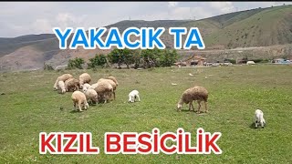 ANKARA YAKACIKTA KIZIL BESİCİLİK  2024 Kurbanlık Fiyatları [upl. by Oicirtap]