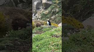 Puffin Season is here AtlanticPuffins Ireland puffinsofireland wildlife SalteeIsland [upl. by Ahsikin]