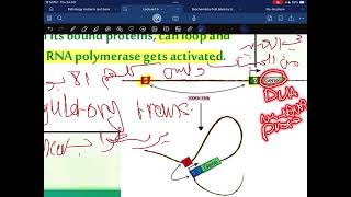 Genetics of globin synthesis [upl. by Nwahsear]