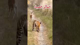 الفهد الماكر يعرف كيف يصطاد اكسبلور متابعة animals snake leopard حيواناتnature حيوانات [upl. by Freed]