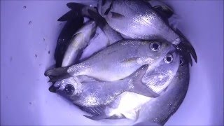 Hawaii Island Night Fishing Part 2 [upl. by Trembly]