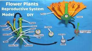 flower plants reproductive system model 3d making science project  DIY  howtofunda craftpiller [upl. by Jalbert539]