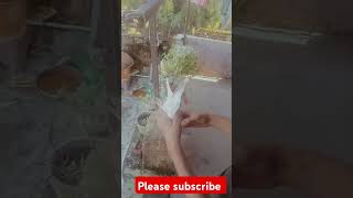 Dhanna Vali nasal pigeon shorts  video [upl. by Stan]