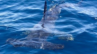 Hammerhead shark attacks boat off Southern California splashes fisherman [upl. by Rodrich]