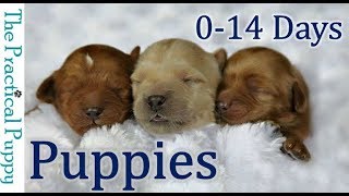 Newborn Puppies Birth to 2 Weeks [upl. by Irrac]