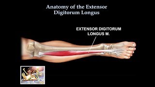 Anatomy Of The Extensor Digitorum Longus Muscle  Everything You Need To Know  Dr Nabil Ebraheim [upl. by Haymes428]