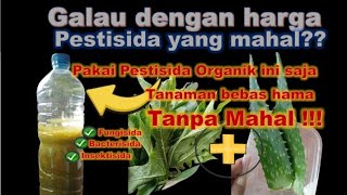 pestisida organik anti ribet dan mahal‼️ pestisida organik daun pepaya [upl. by Yert]