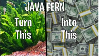 Java Fern Care Guide amp Money Making Tutorial [upl. by Kath]