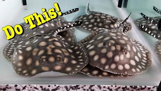 How To Care For Freshwater Stingrays [upl. by Ynnob937]