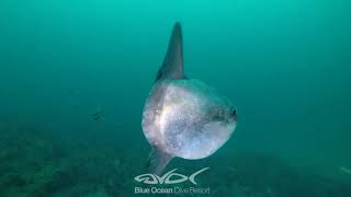 Have you Ever Seens a Mola Tecta Hoodwinker Sunfish [upl. by Geffner588]