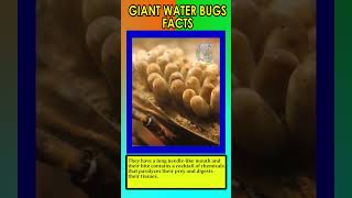 Giant Water Bugs Facts [upl. by Attelrak]