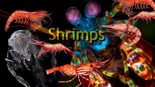 Emergence of Crustaceans evolution of Shrimps [upl. by Bartley545]