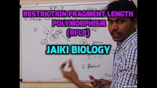 RFLP MOLECULAR MARKERS [upl. by Kelli954]