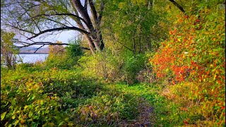 Forest Walk along the Trave Bad Schwartau ASMR and Relaxation Music 8 [upl. by Joan]