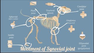 Arthrology Syndesmology Joints Veterinary Anatomy [upl. by Ilanos]