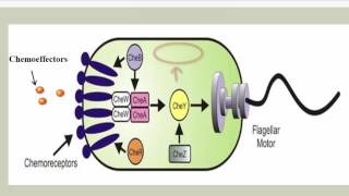 Chemotaxis Phototaxis and Aerotaxis [upl. by Alimak]