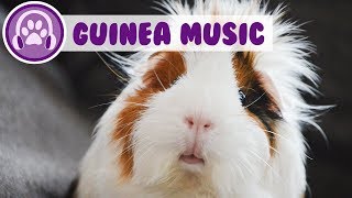 Guinea Pig Music [upl. by Grosz]