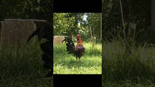 Spangled gamefowl youtube highlights ytshorts chicken youtuber [upl. by Atsyrc197]