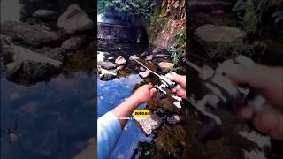 Memancing di Sungai Keramat Ternyata Dapat Ikan Gabus Besar shorts shortvideo fishing [upl. by Muiram681]