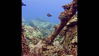 When the Pufferfish Fight  MEGA Lab Cam  Hawaii live stream like share youtubeshorts [upl. by Anileva]