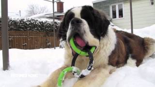 St Bernards Reel [upl. by Krista]