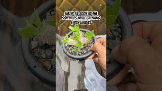 How to grow Pachypodium ✅ [upl. by Jammal]