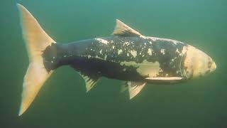 UNTERWASSER KALRSRUHE REITSCHULSCHLAGSEE UNTERWASSERDROHNE QYSEA FIFISH V6 2024 [upl. by Yrral696]