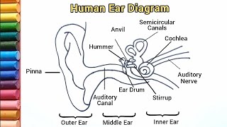 How to draw a Human Ear Diagram  Easy Human Ear Diagram [upl. by Aicargatla575]