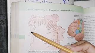 Motor Cortex Areas Guyton 56 motor Physiology contorl of motor function [upl. by Neelon]