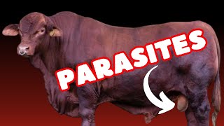 How to Control Parasites in Feedlot Cattle [upl. by Haraz]