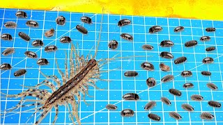 What Will Be If a House Centipede Saw 100 Woodlice At Once [upl. by Culbert689]