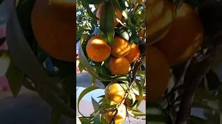 Mandarin Tree 🍊 Tangerine tangerine tree citrus shorts plants fruit nature δέντρο mandarin [upl. by Annohsak]