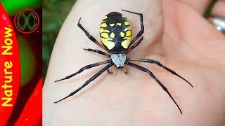 How Dangerous is a Black And Yellow Spider [upl. by Netneuq]