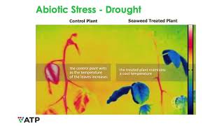 How Biostimulants Can Help Plants Deal with Heat Stress [upl. by Arturo]