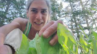 Plantain The Exceptional Medicine of a Common Plant [upl. by Gorlin]