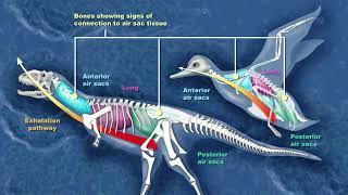 Maniraptors  The Dinosaurs Birds Evolved From 🦖🐦 [upl. by Ollehto]