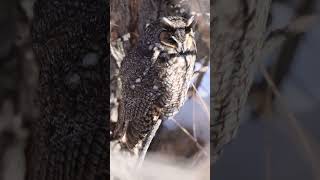 The Long eared Owl 🦉 Check Description for some fun facts nature owl owls [upl. by Eneluj]