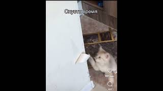 cat 2024 юмор рекомендации shortsviral shortsfeed shortsvideo shorts shortvideo like live [upl. by Llerrot331]