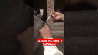 Epidural anesthesia in buffloosacrococcygeal nerve blockRegional analgesia buffalo dairyfarming [upl. by Shelburne799]