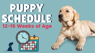 Puppy Schedule  12 Weeks and Beyond [upl. by Far]