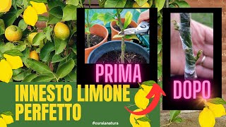 Innesto Limone PERFETTO [upl. by Edelsten]