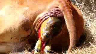 Boran Cow calving giving birth [upl. by Tracie]