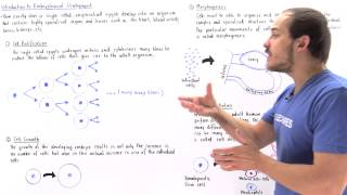 Introduction to Embryological Development [upl. by Alayne269]