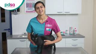 How To Apply A Spot On Flea Treatment For Your Cat PDSA Petwise Pet Health Hub [upl. by Gambrill590]