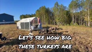 Are Your Turkeys REALLY Ready for Harvest [upl. by Novia]