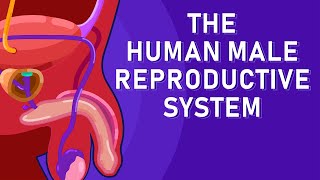 The Journey of Sperm How the Male Reproductive System Works [upl. by Yllom945]