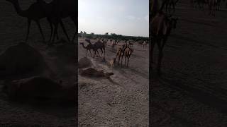 Camels lites animals camelcamelcamel shortvideo desert [upl. by Paule]