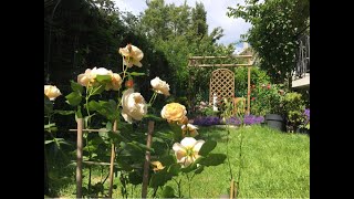 GARDEN IN JULY roses and other [upl. by Essirehs145]