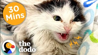 30 Minutes Of Our Favorite FeelGood Animal Stories  The Dodo [upl. by Wennerholn]