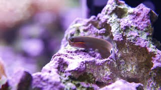 Tailspot blenny  Ecsenius stigmatura [upl. by Aicrag]